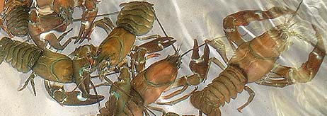 Täplärapujen viljely